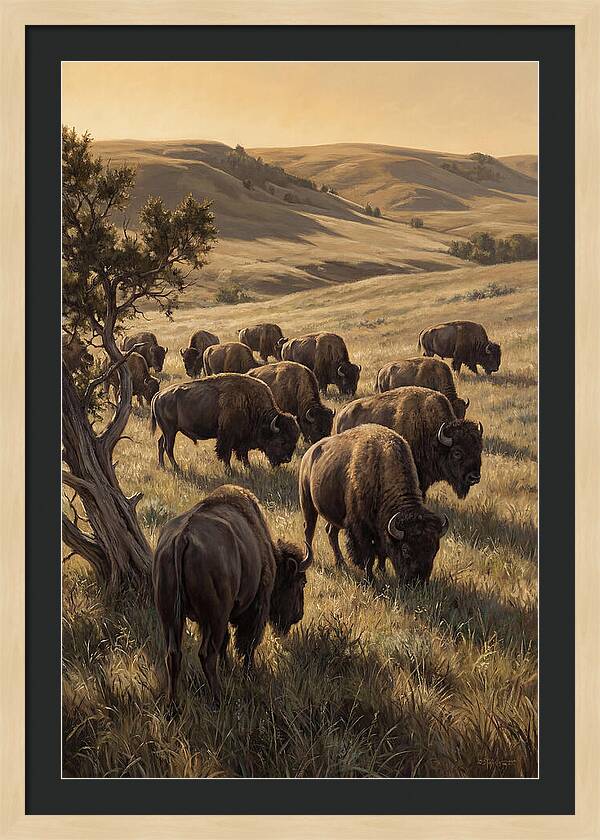 Majestic Bison Roaming The Plains
