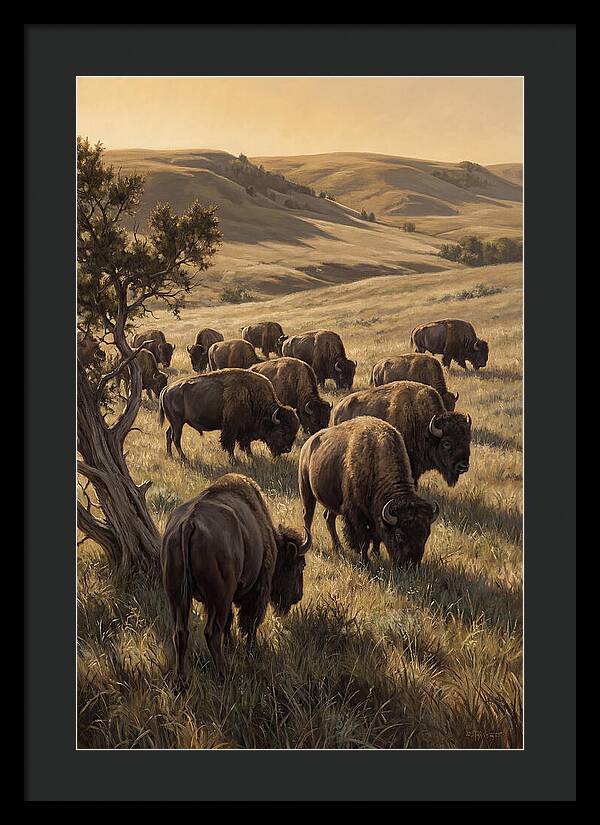 Majestic Bison Roaming The Plains