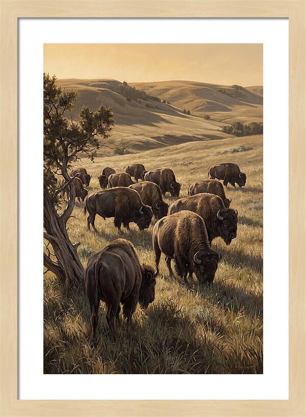 Majestic Bison Roaming The Plains