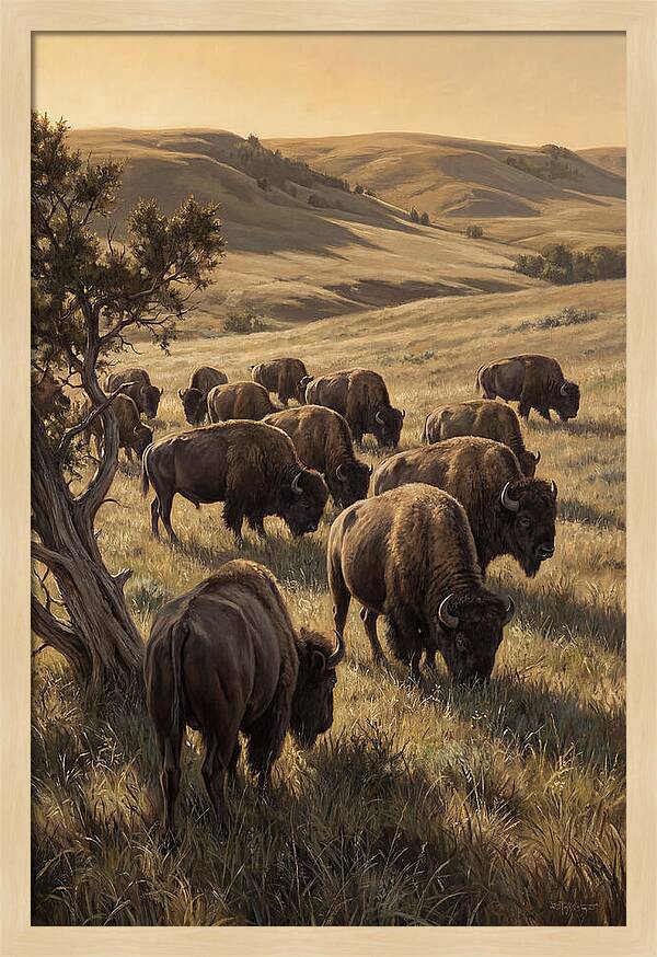 Majestic Bison Roaming The Plains
