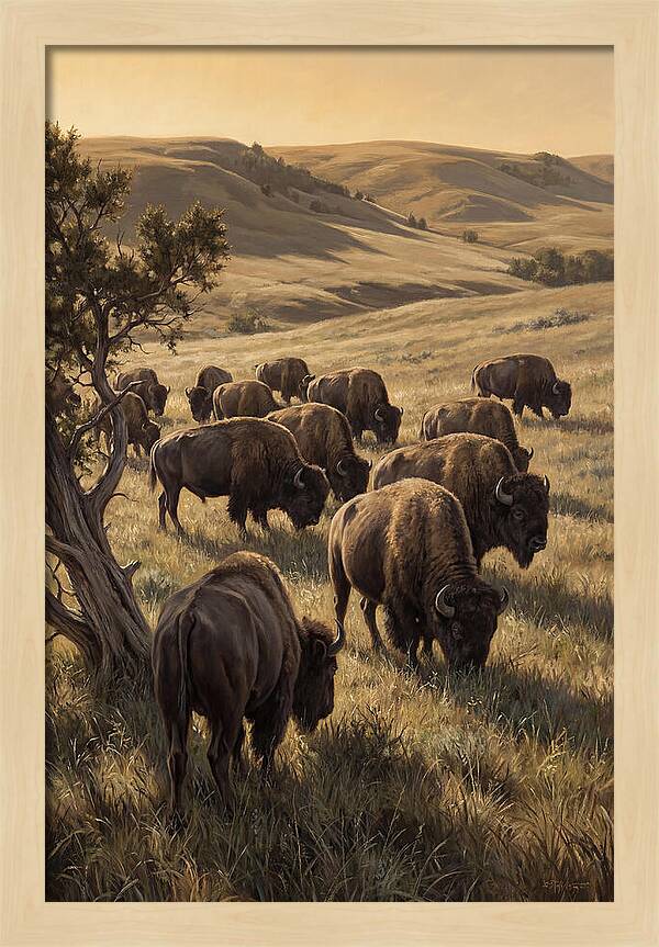 Majestic Bison Roaming The Plains