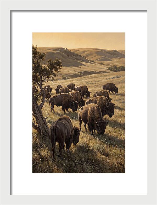 Majestic Bison Roaming The Plains