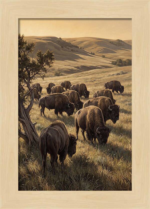 Majestic Bison Roaming The Plains