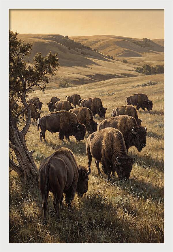 Majestic Bison Roaming The Plains