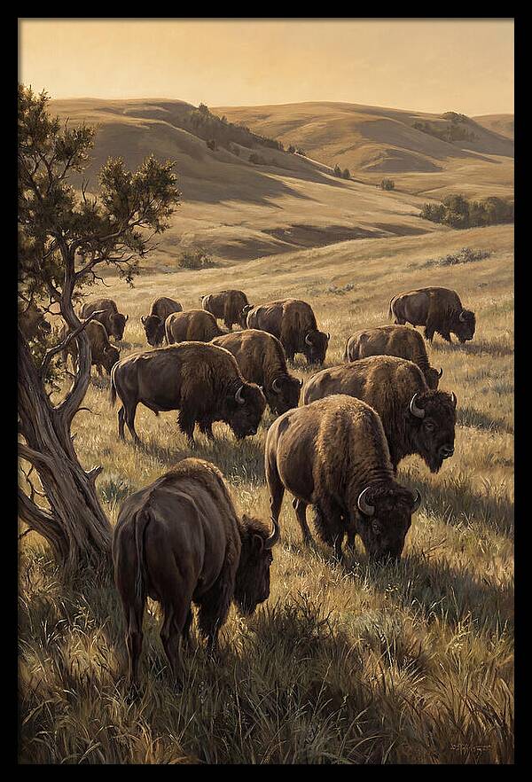Majestic Bison Roaming The Plains