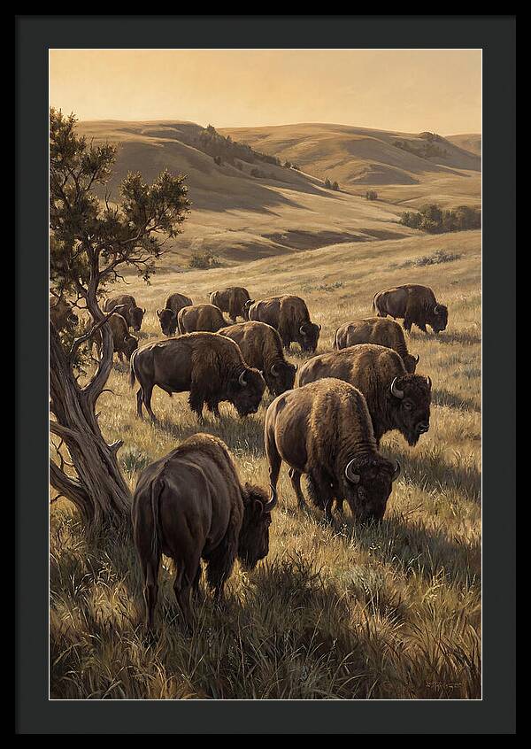 Majestic Bison Roaming The Plains