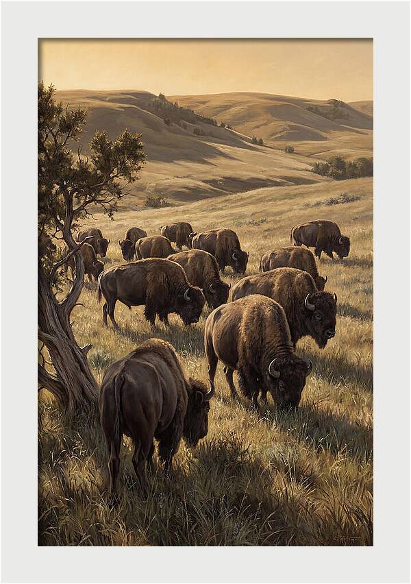 Majestic Bison Roaming The Plains