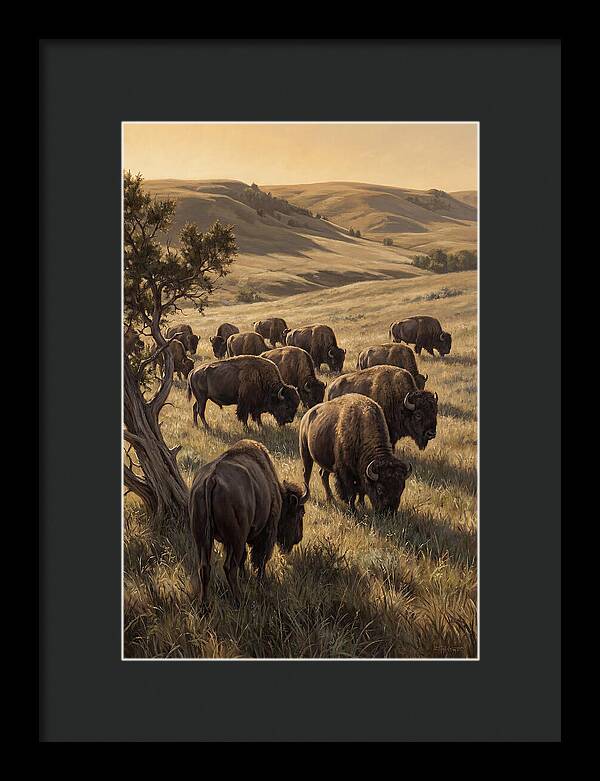 Majestic Bison Roaming The Plains