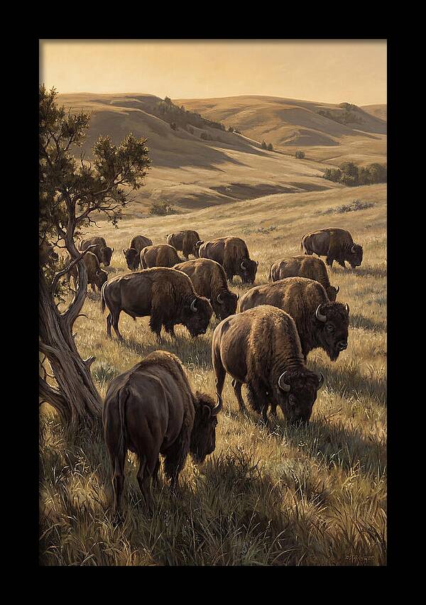 Majestic Bison Roaming The Plains