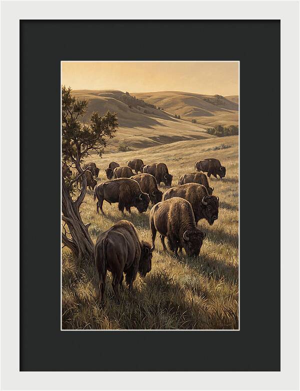 Majestic Bison Roaming The Plains
