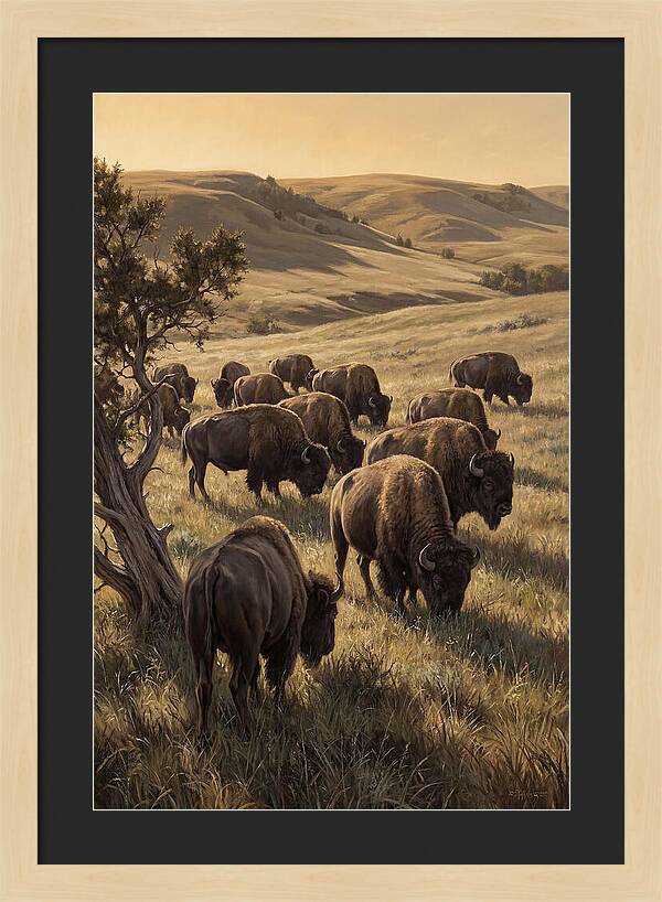Majestic Bison Roaming The Plains