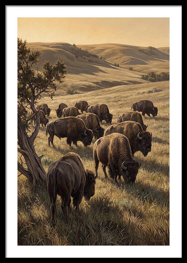 Majestic Bison Roaming The Plains