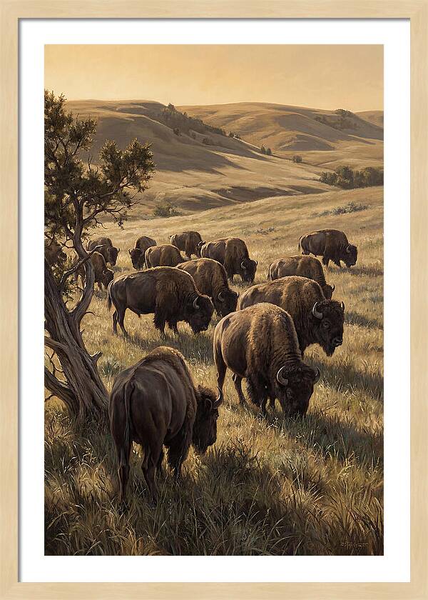 Majestic Bison Roaming The Plains
