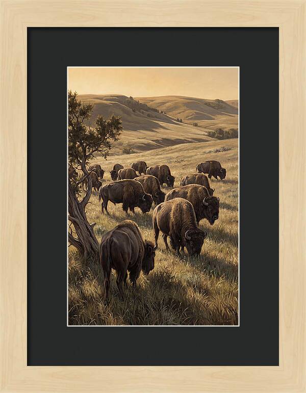 Majestic Bison Roaming The Plains