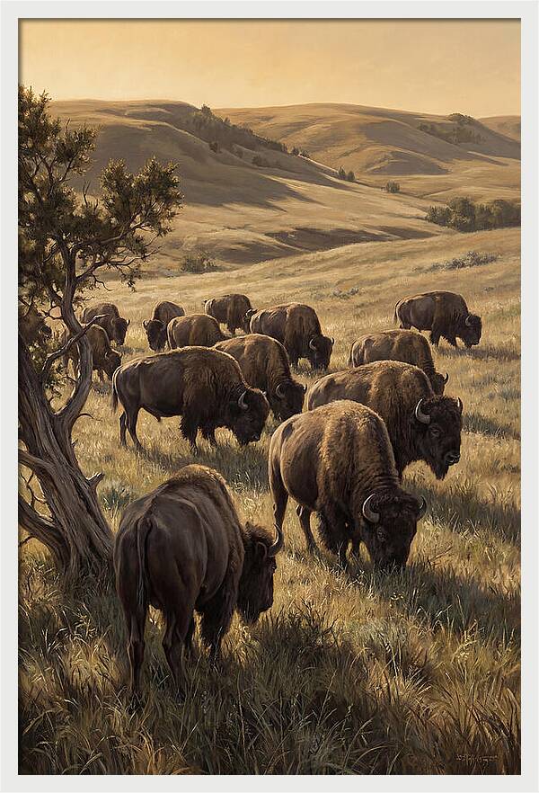 Majestic Bison Roaming The Plains