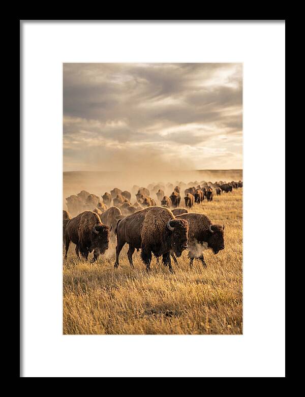 Majestic Bison Roaming The Prairie