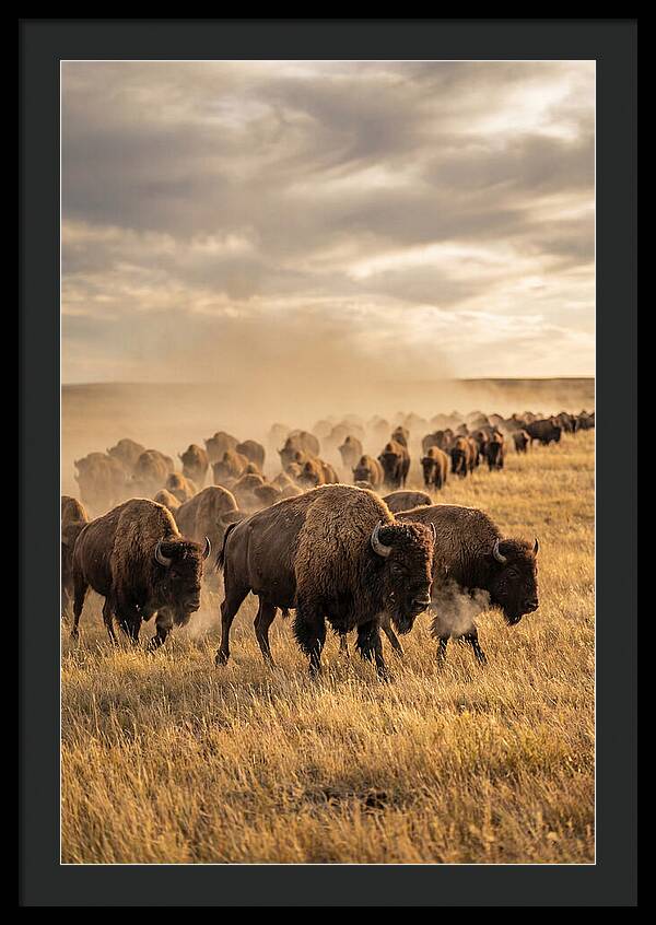 Majestic Bison Roaming The Prairie