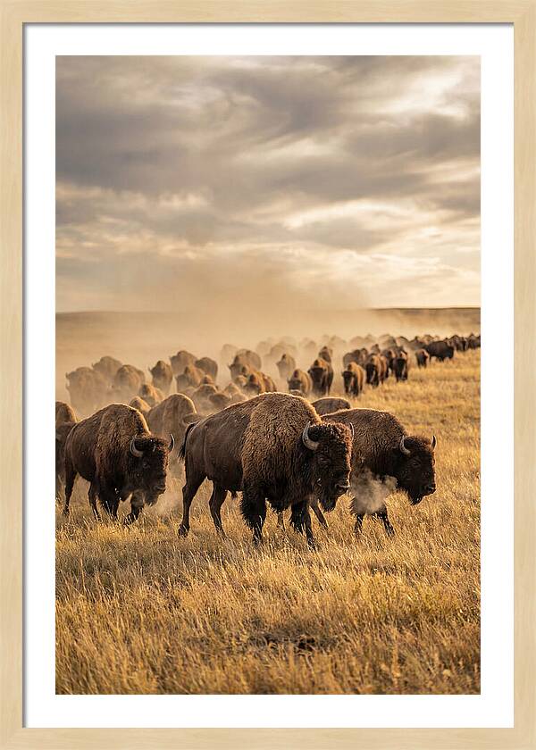 Majestic Bison Roaming The Prairie