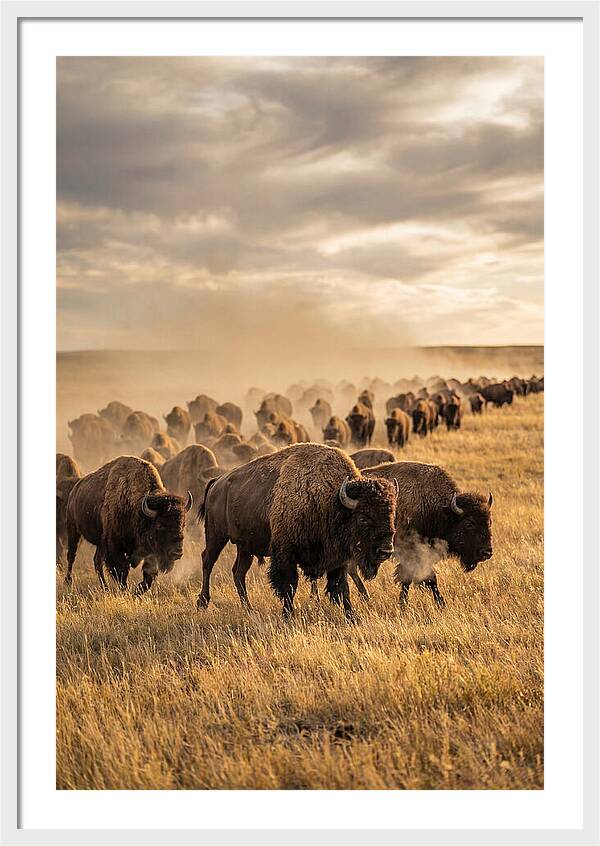 Majestic Bison Roaming The Prairie