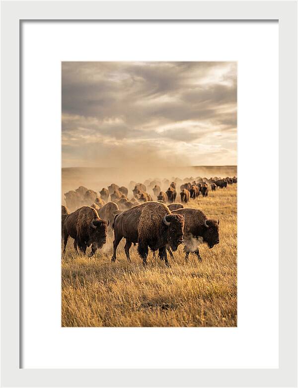 Majestic Bison Roaming The Prairie
