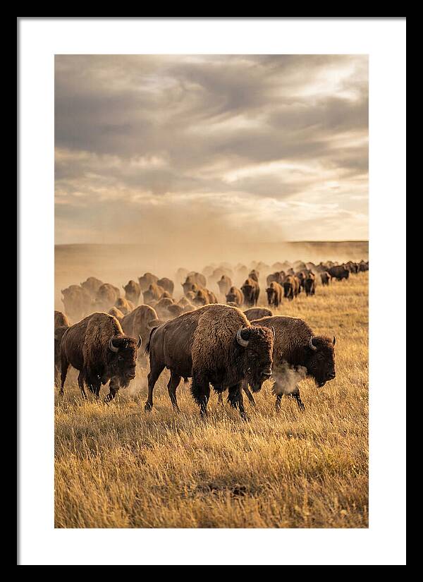 Majestic Bison Roaming The Prairie
