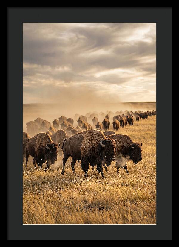 Majestic Bison Roaming The Prairie