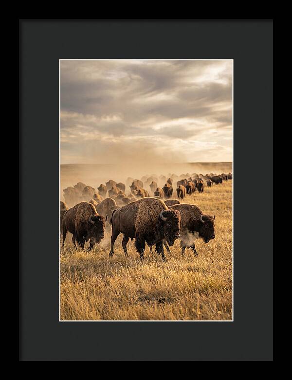Majestic Bison Roaming The Prairie