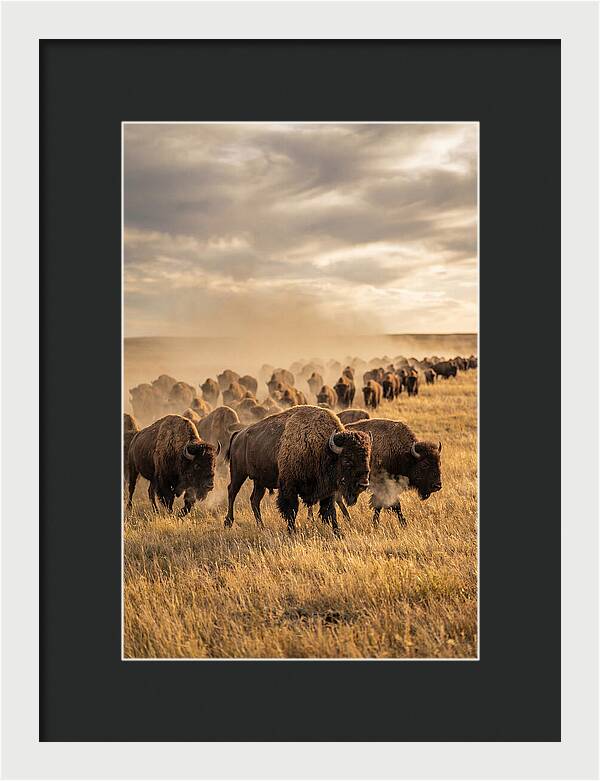 Majestic Bison Roaming The Prairie