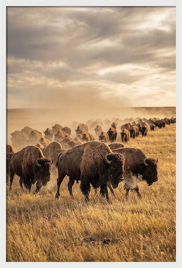 Majestic Bison Roaming The Prairie