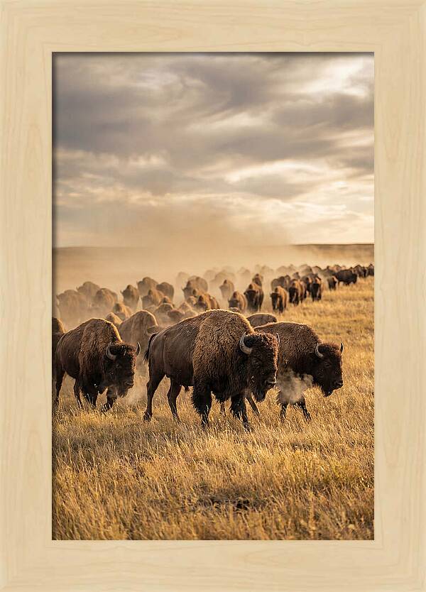 Majestic Bison Roaming The Prairie