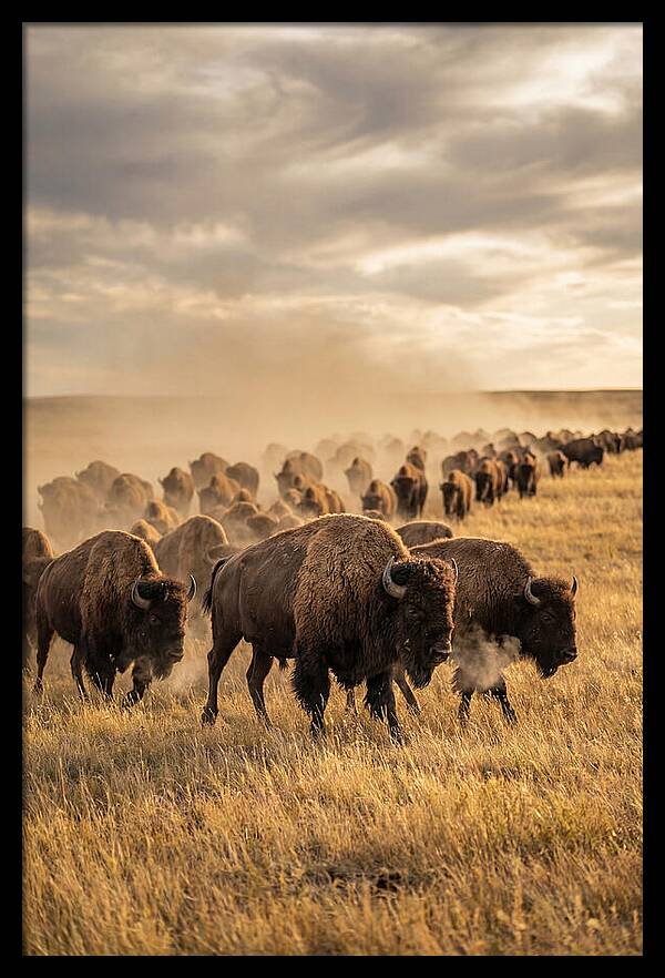 Majestic Bison Roaming The Prairie