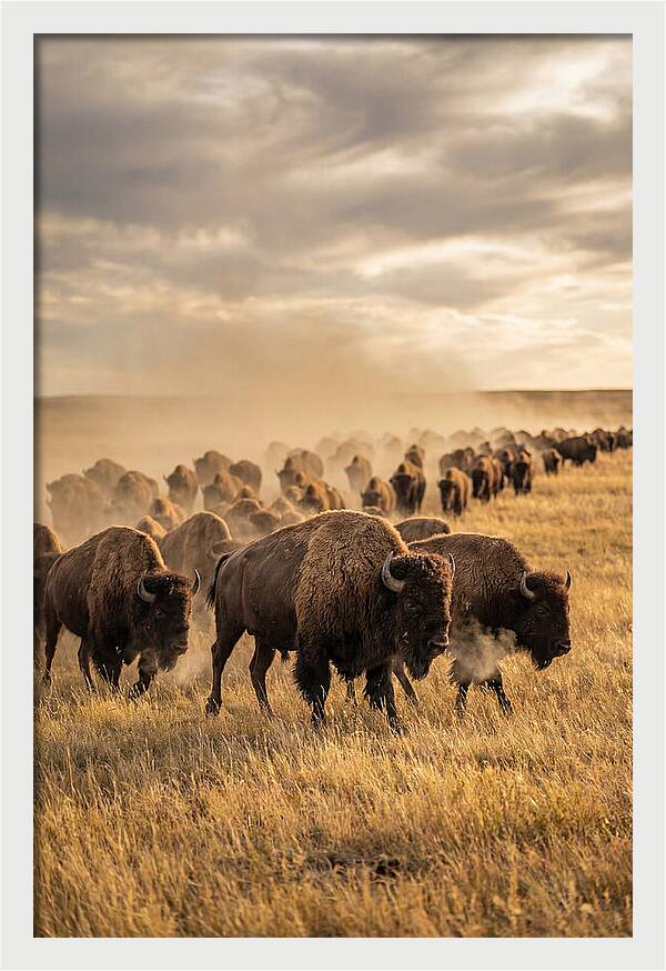 Majestic Bison Roaming The Prairie