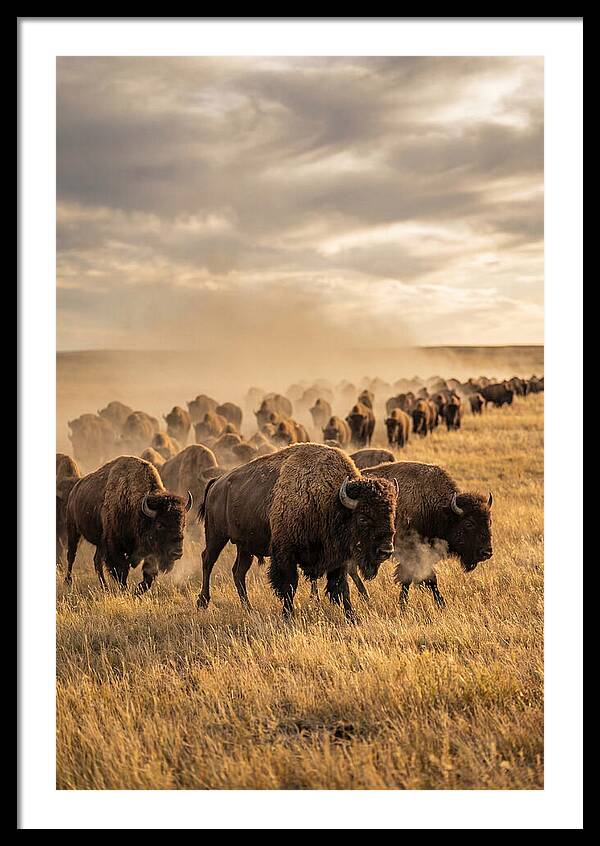 Bison Art