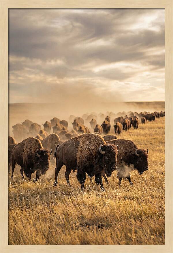 Majestic Bison Roaming The Prairie