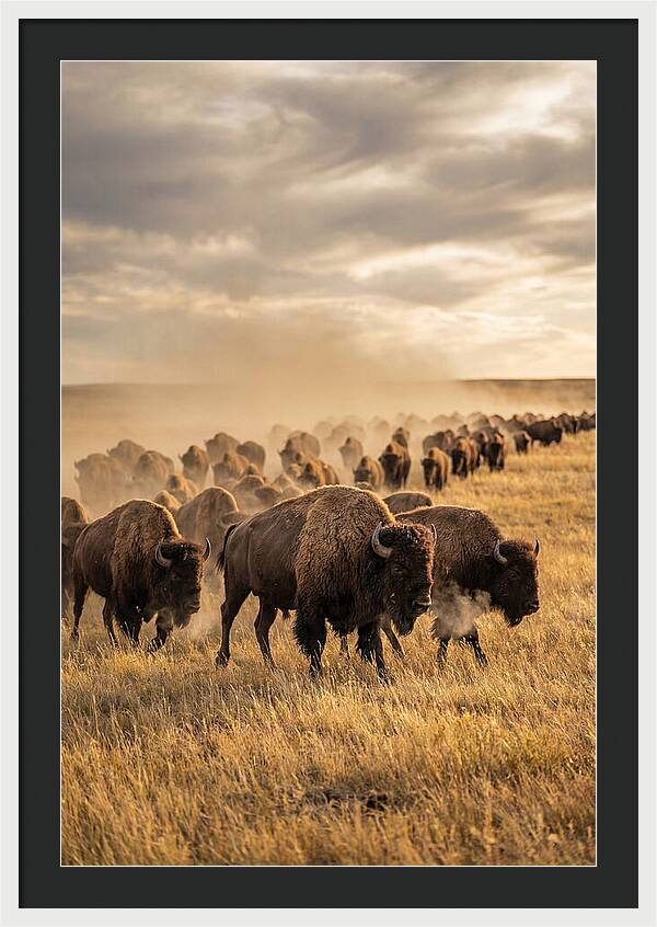 Majestic Bison Roaming The Prairie