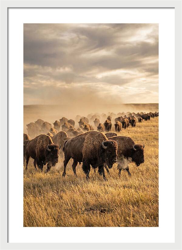 Majestic Bison Roaming The Prairie