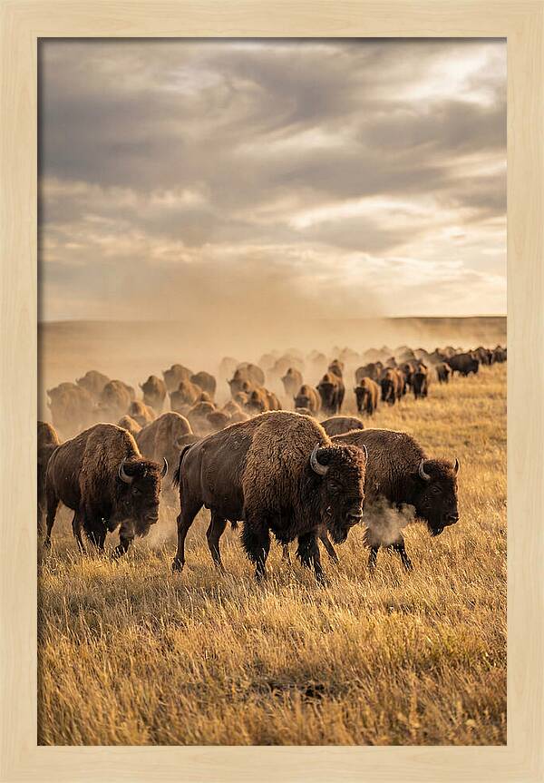 Majestic Bison Roaming The Prairie