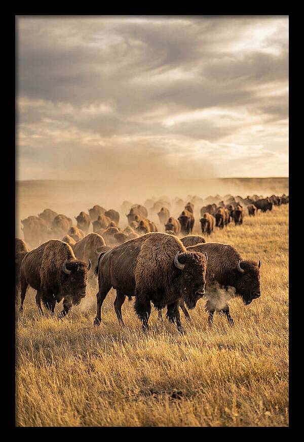 Majestic Bison Roaming The Prairie