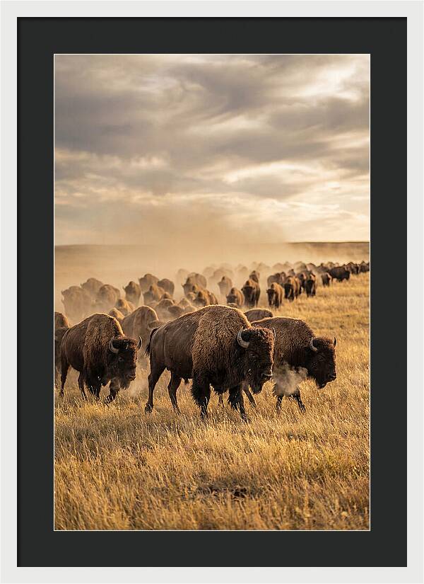 Majestic Bison Roaming The Prairie