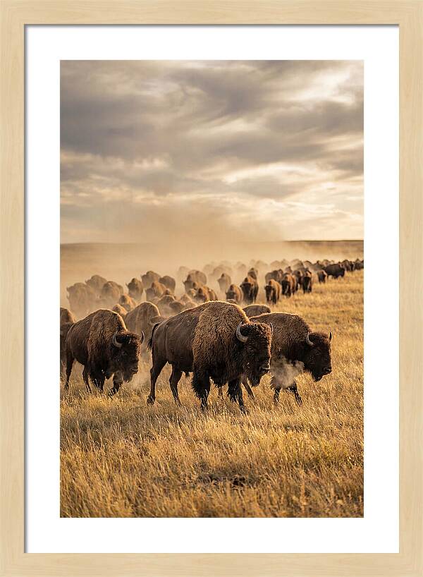 Majestic Bison Roaming The Prairie