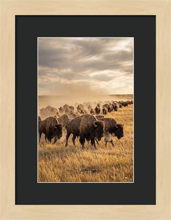 Majestic Bison Roaming The Prairie