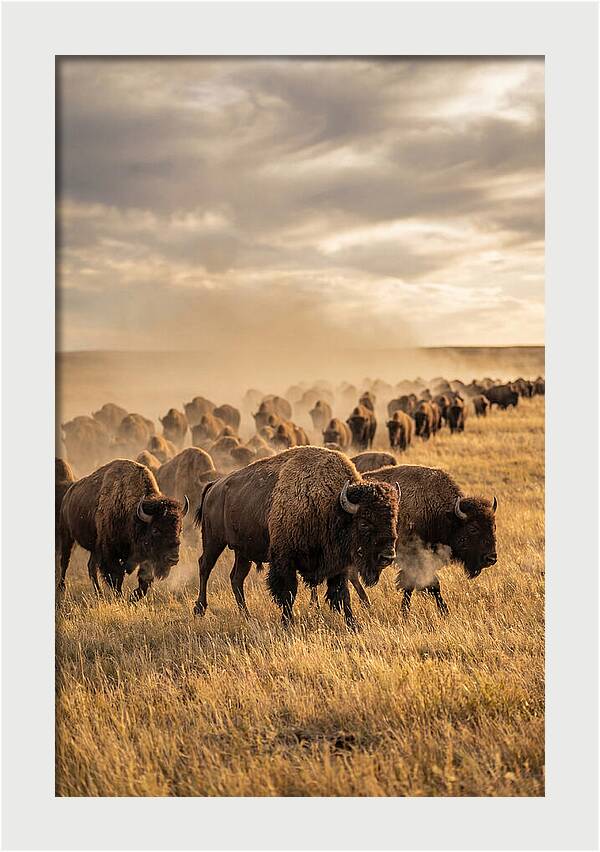 Majestic Bison Roaming The Prairie