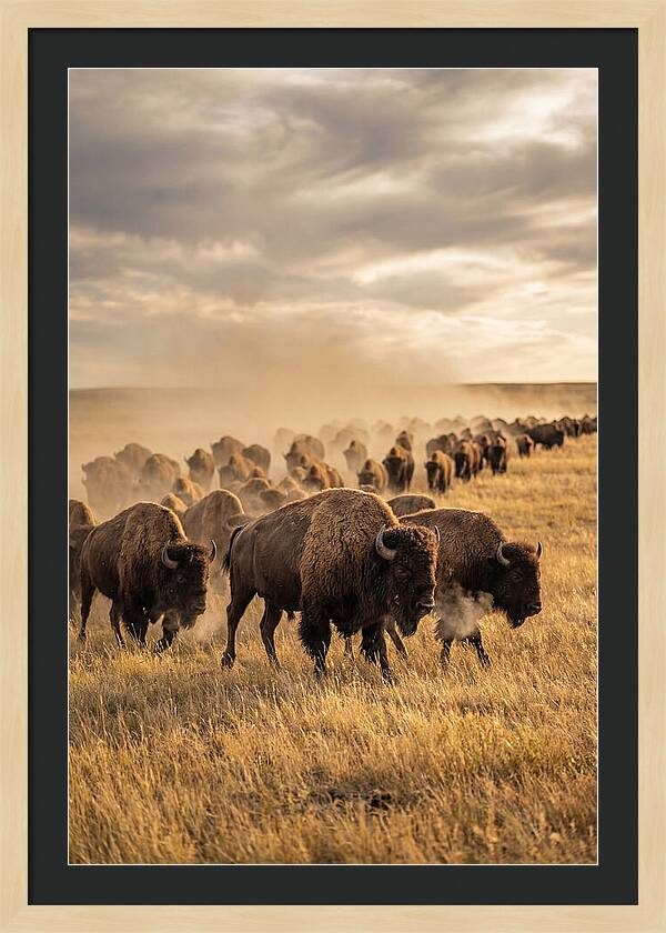 Majestic Bison Roaming The Prairie
