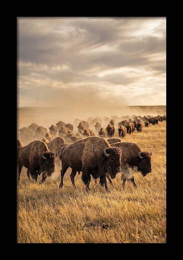 Majestic Bison Roaming The Prairie
