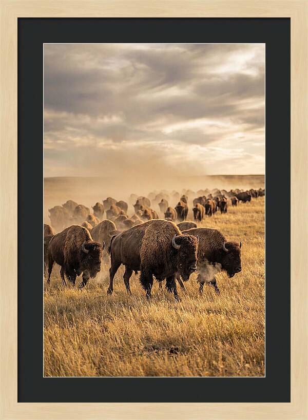 Majestic Bison Roaming The Prairie