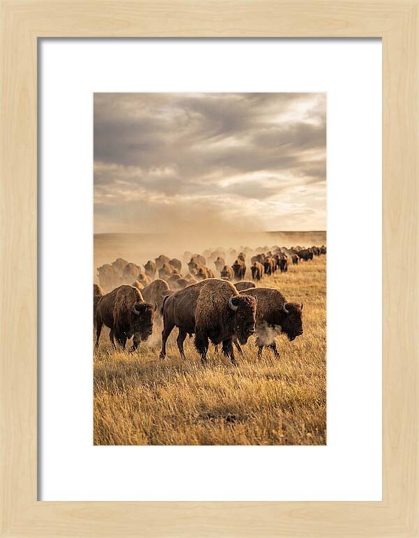 Majestic Bison Roaming The Prairie