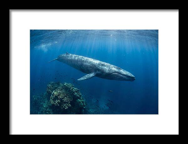 Majestic Blue Whale Beneath Waves