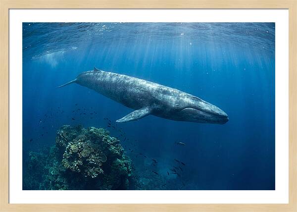 Majestic Blue Whale Beneath Waves