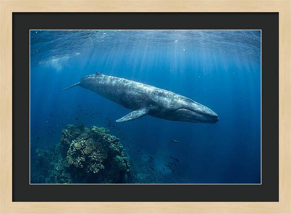 Majestic Blue Whale Beneath Waves