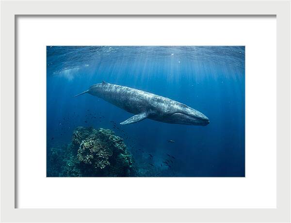 Majestic Blue Whale Beneath Waves
